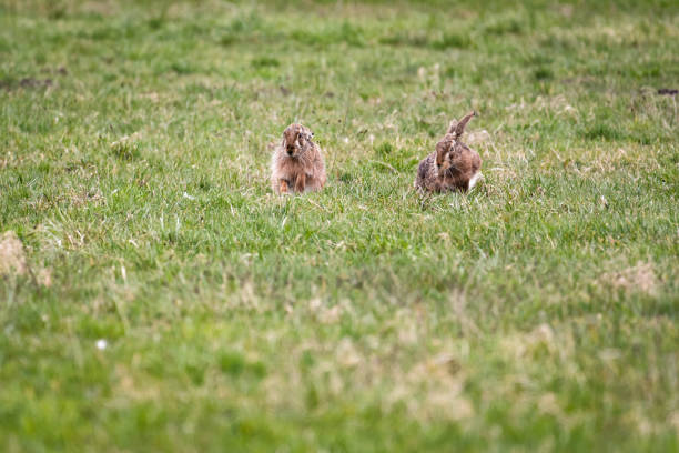istock European hares sitting in a field 948826332