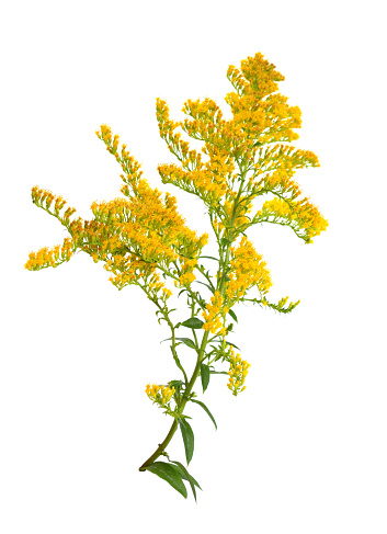 Lembotropis nigricans, also called Cyticus nigricans and Black bloom, is a species of flowering plant in the subfamily of Faboideae of the family Fabaceae. Masses of yellow flowers appear in long racemes in late spring and summer.