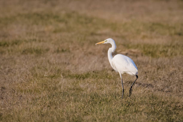 istock Great white egret hunting in a meadow 948826392