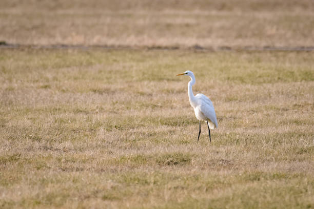 istock Great white egret hunting in a meadow 948826398