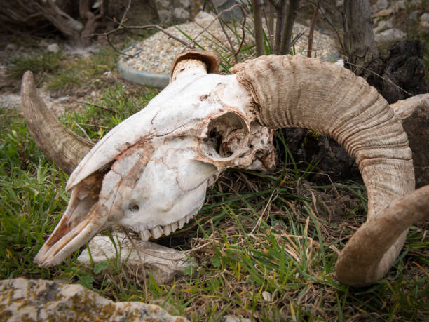 istock Skull of a sheep with horns lying on the ground 948826668