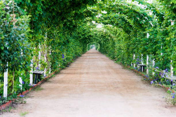 istock Green leaves climb full of pergola 948829070