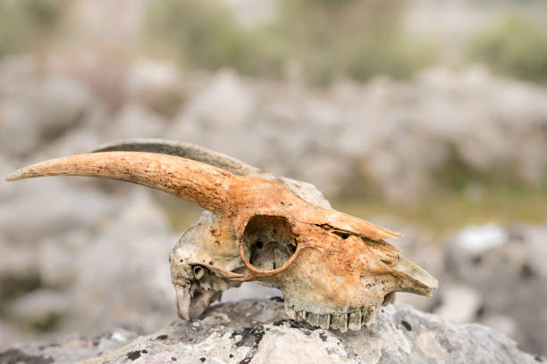Wookey Hole, United Kingdom - August 23 2020:  A pile of fake skulls embededd in rock and lit in red for a creey display at Wookey Hole Caves