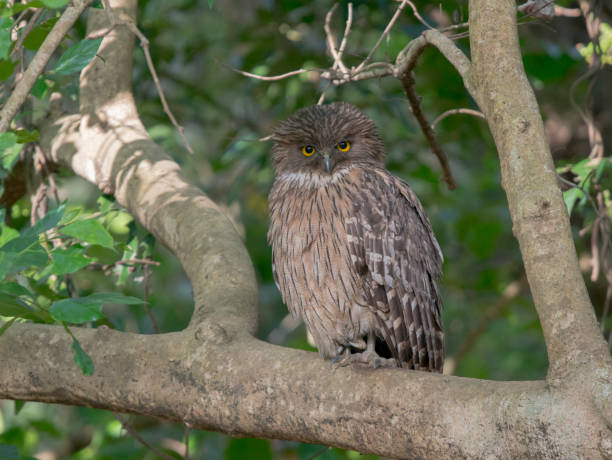 istock Brown Fish owl seen at Corbett Tiger Reserve 948829380