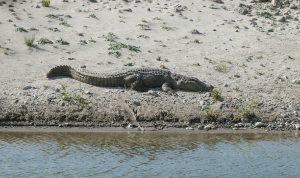 istock Crocodile Basking at Riverbed at Corbett Tiger Reserve 948829442