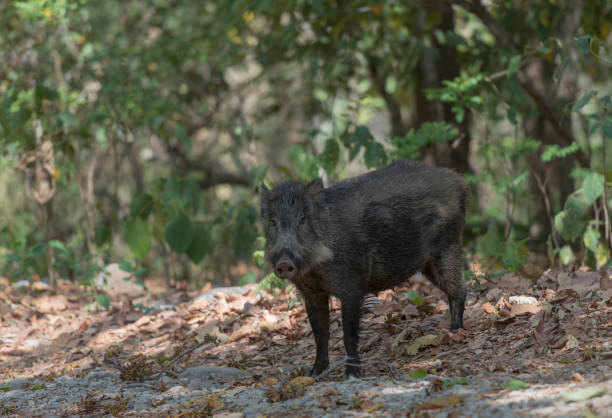 istock Wildboar seen at Corbett Tiger Reserve 948829448