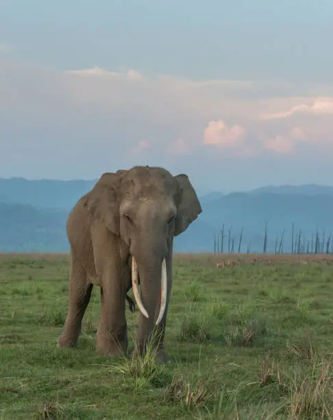 Photo of Tusker grazing in Corbett Tiger Reserve