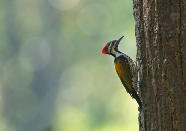 istock Flameback Woodpecker at Corbett Tiger Reserve 948829752