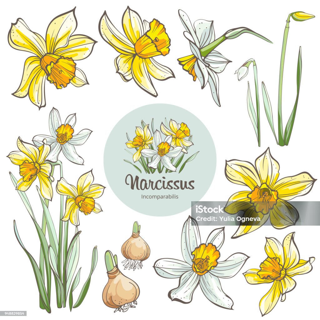 Daffodil flowers, isolated on white background. Hand-drawn illustrations. Image for design projects Daffodil stock vector