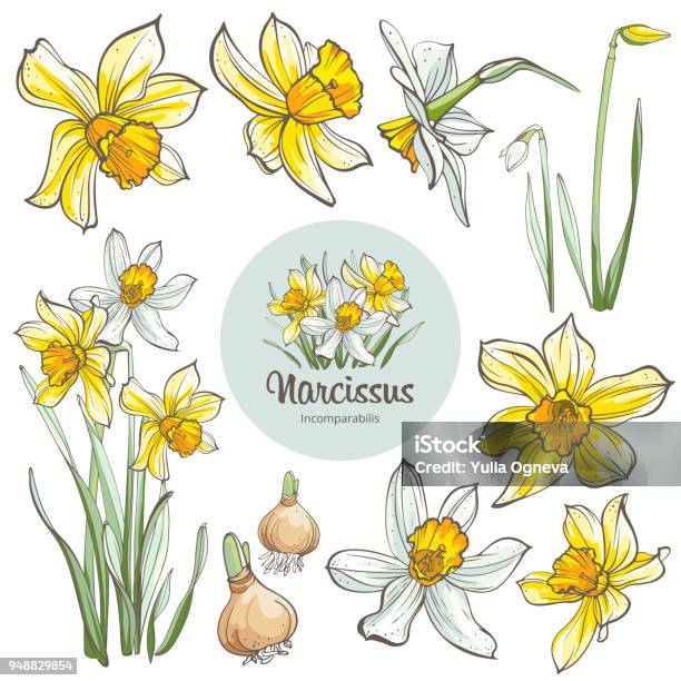Daffodil Flowers Isolated On White Background Handdrawn Illustrations Stock Illustration - Download Image Now