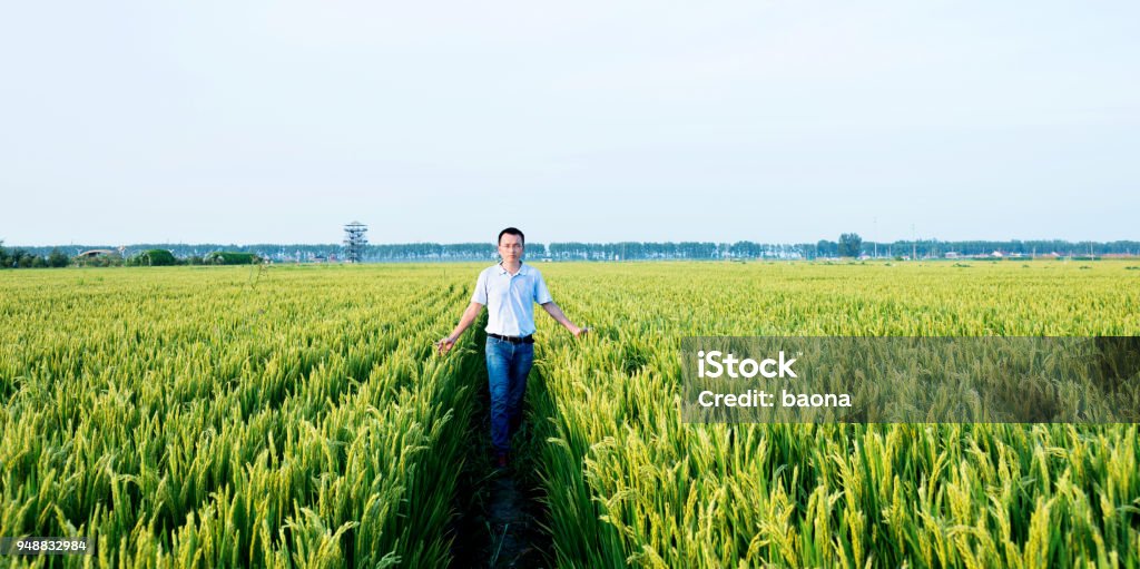 View Rice Field Human Man Walking In A Rice Field Stock Photo - Download Image Now - Footpath ...
