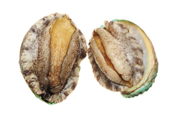 istock Seafood ：Abalone on the white background 948836592