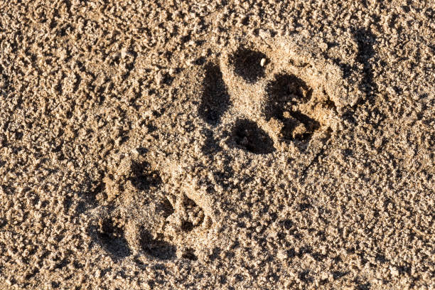 huellas de un perro - paw print animal track dirt track fotografías e imágenes de stock