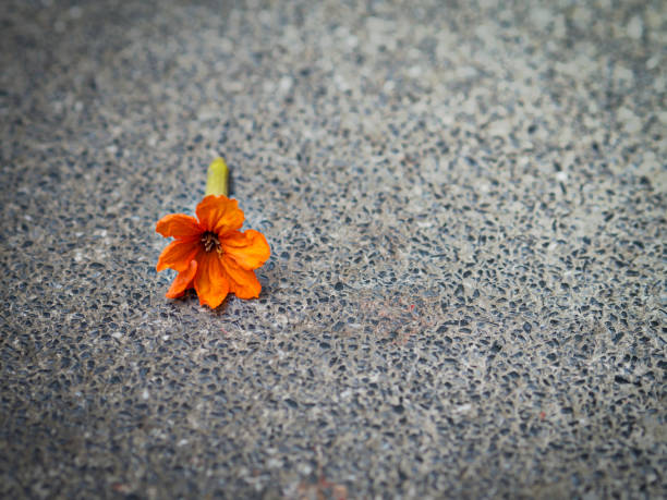 istock Tiny orange colorful petals flowers falling on grey asphalt footpath floor in Spring season, loneliness, fragile, and contrast concept background or copy space 948842824