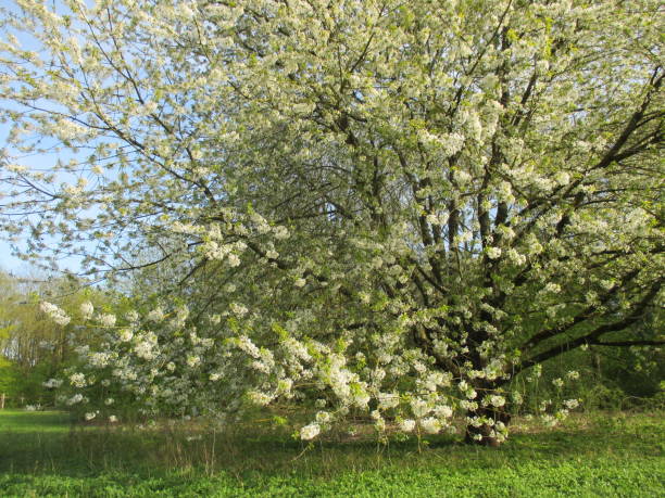 istock Cherry blossom in a park in the Paris region 948843382