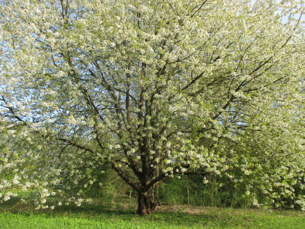 istock Cherry blossom in a park in the Paris region 948843394
