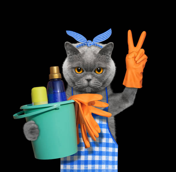 istock Cat in apron doing household chores. Isolated on black 948843806