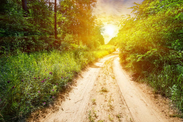istock A country road in a forest with green grass and trees 948847128