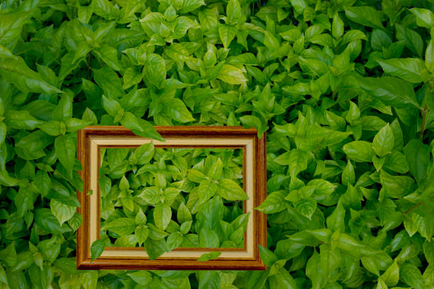 istock green leaves for natural background 948850788