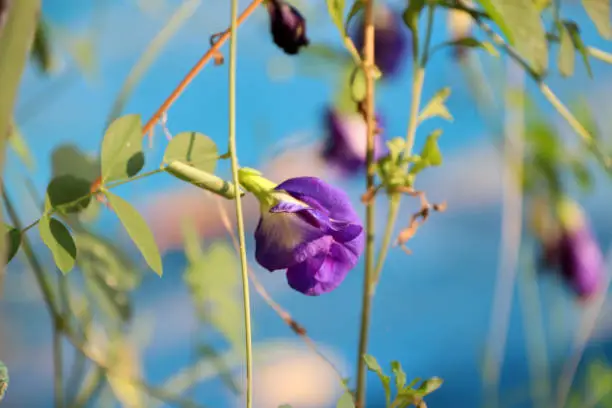 Photo of Purple pea flower with green leaf on out focus blue background.