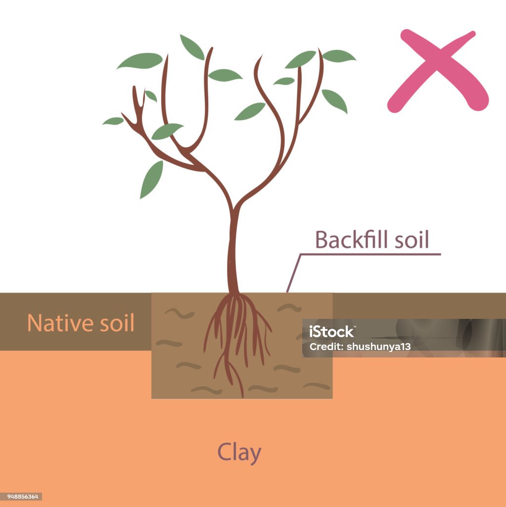 Incorrect Tree Planting Incorrect Tree Planting Flat Vector Illustration Stock Illustration ...