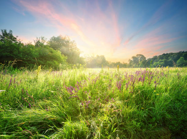 istock Meadow with flowers in the morning 948857202