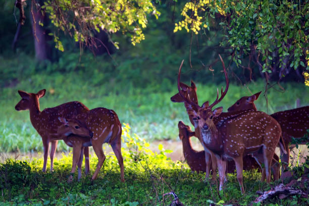 istock A herd of spotted deer or Axis foraging 948857624