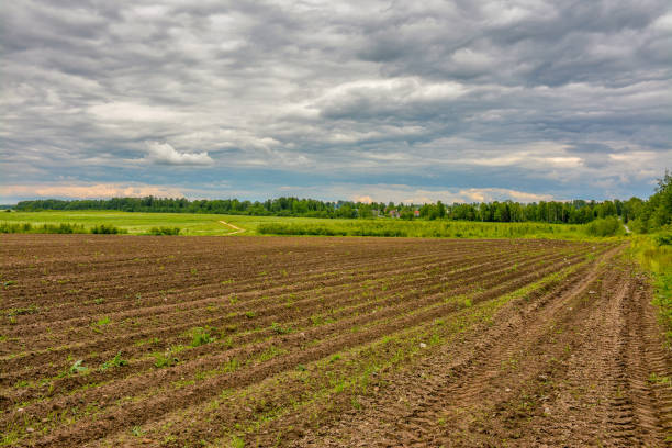 istock Agricultural field planted with potatoes. 948859982