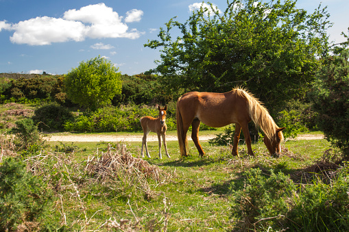A new forest pony and foal on a sunny day.