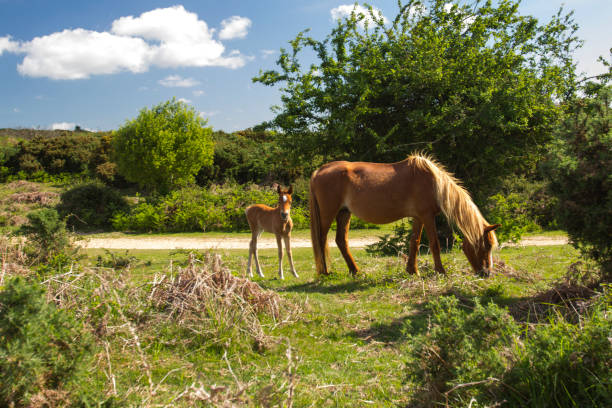 New forest pony grazing with foal A new forest pony and foal on a sunny day. new forest stock pictures, royalty-free photos & images