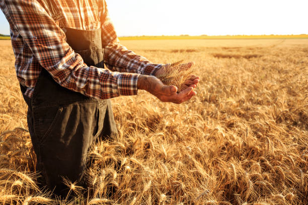 istock Close up of hands examining wheat growth 948863798