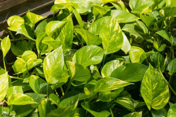istock Some focus of Green leafs Pattern surface background, Heart grren leaf background at the garden. 948864338