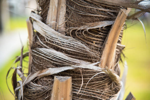 istock The trunk of the palm trees. 948864438