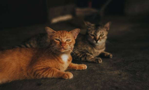 Two cats looking at camera Close up two natural tubby portrait cats looking at camera sit on dark ground with low light tone cat flea stock pictures, royalty-free photos & images