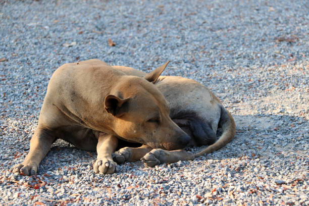 jasnobrązowy pies kładąc się na żwirowej podłodze w słońcu rano. - dog lying down tired street zdjęcia i obrazy z banku zdjęć