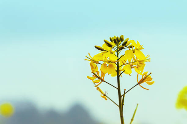 fleur de moutarde jaune. - mustard flower photos et images de collection