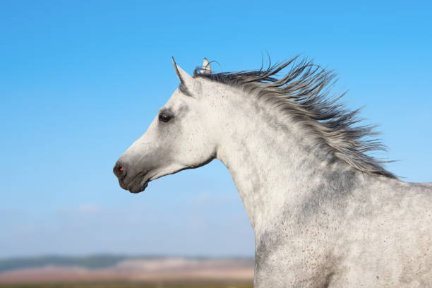 istock Arabian stallion portrait in movement 948884270