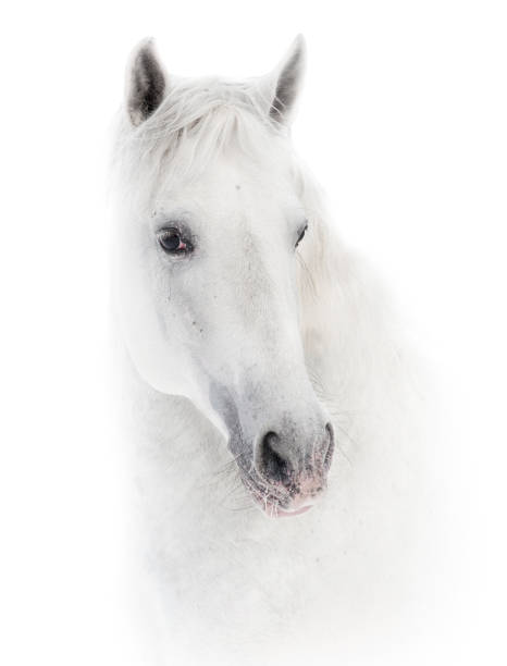 istock White horse portrait 948884276