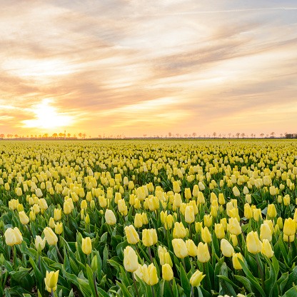 Pink Tulips growing in a field in the Noordoostpolder in the Netherlands during a beautiful spring sunset.