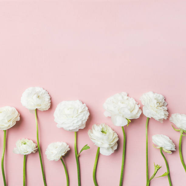 istock Saint Valentines Day background with ranunculus flowers, square crop 948888158