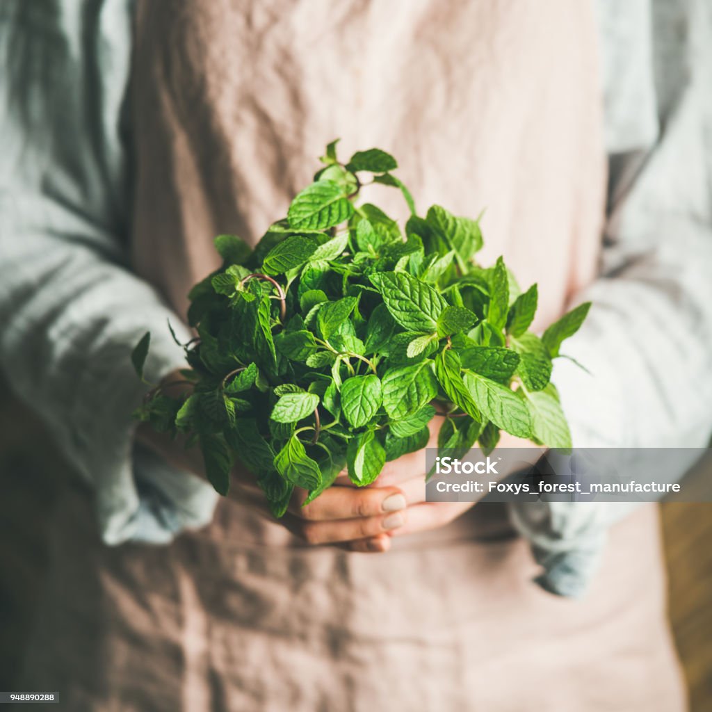 Female farmer holding bunch of fresh green mint, square crop Female farmer wearing pastel linen apron and shirt holding bunch of fresh green mint in her hands, square crop. Organic produce or local market concept Herbal Medicine Stock Photo