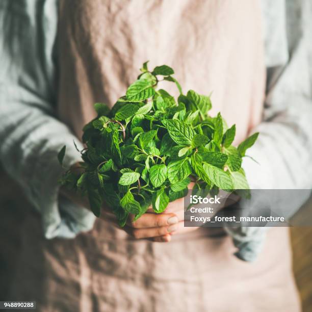 Female Farmer Holding Bunch Of Fresh Green Mint Square Crop Stock Photo - Download Image Now
