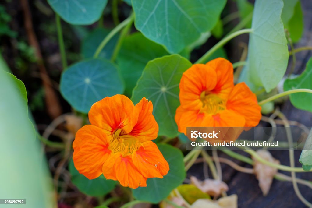 Flower of tropaeolum majus.orange nasturtium with green leaf Animal Wildlife Stock Photo