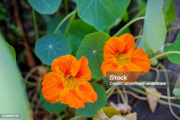 Flower Of Tropaeolum Majusorange Nasturtium With Green Leaf Stock Photo - Download Image Now