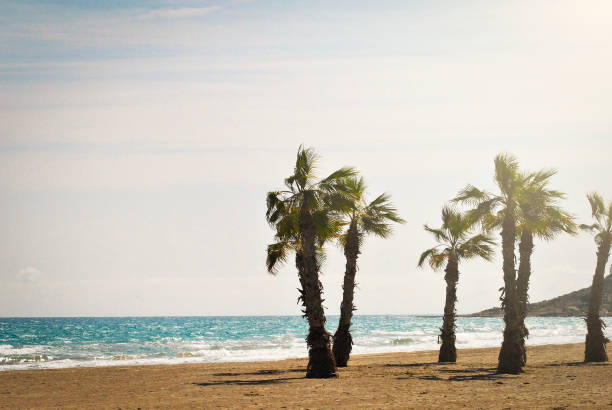 istock tropical white sand beach with palm trees 948893904