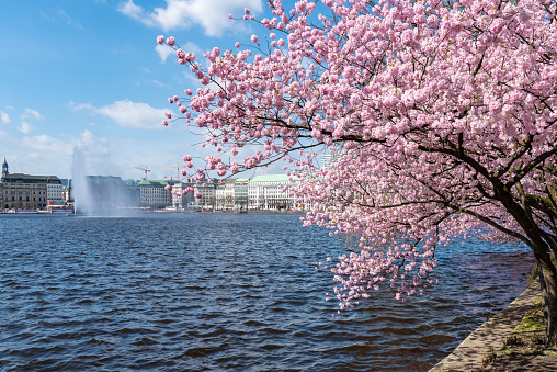blooming cherry tree at Alster lake shore in Hamburg, Germany on sunny day