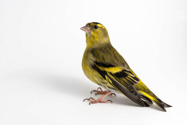 istock Male siskin (Carduelis spinus) isolated on white background 948894766