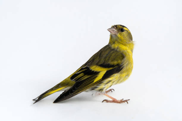 istock Male siskin (Carduelis spinus) isolated on white background 948894776