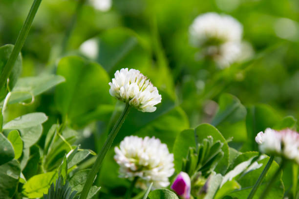 istock Closeup of prairie Trifolium repens 948898686