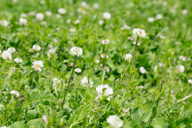 istock White plums of grassland 948898748